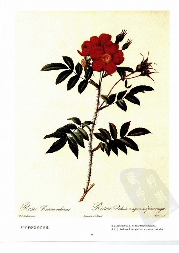 红茎多刺瑞道特玫瑰 Redouté rose with red…