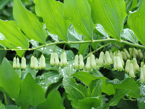 玉竹,百合科黄精属多年生草本植物,根茎横走,肉质黄白色,是大宗中药材