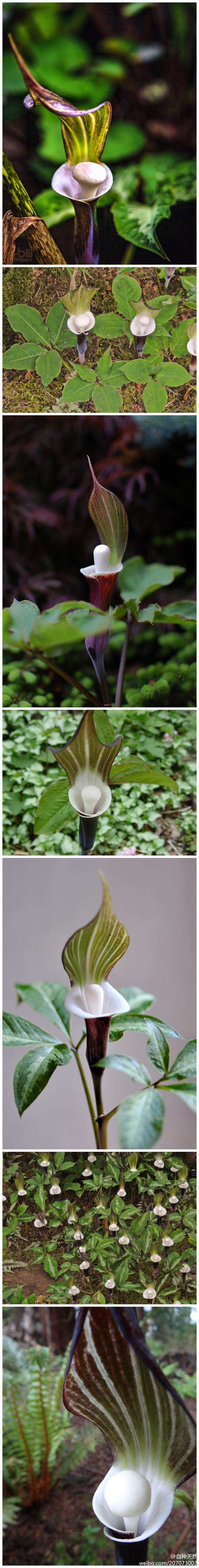 全缘灯台莲,学名:arisaema sikokianum,天南星科天南星属.