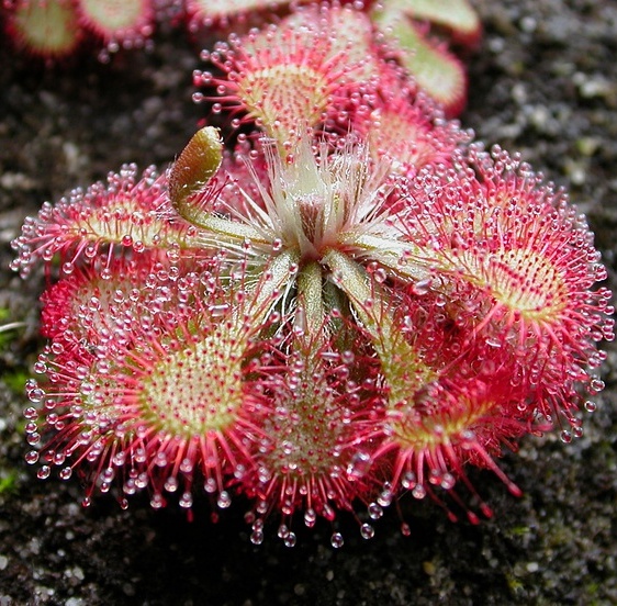 苔 drosera spatulata:茅膏菜茅膏菜属一种食虫植物,主要分部亚太地区