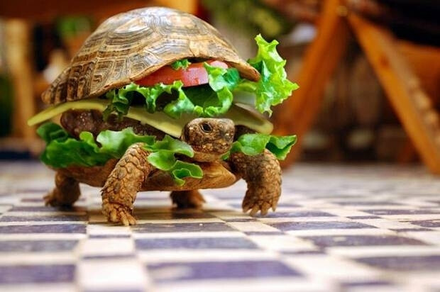 汉堡美食创意搞笑动物