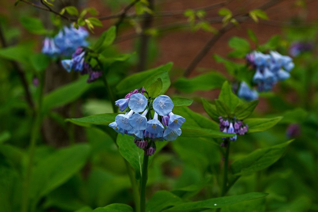 mertensia virginica 弗吉尼亚蓝钟花.