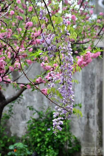 春雨,春花, 短暂的美景.