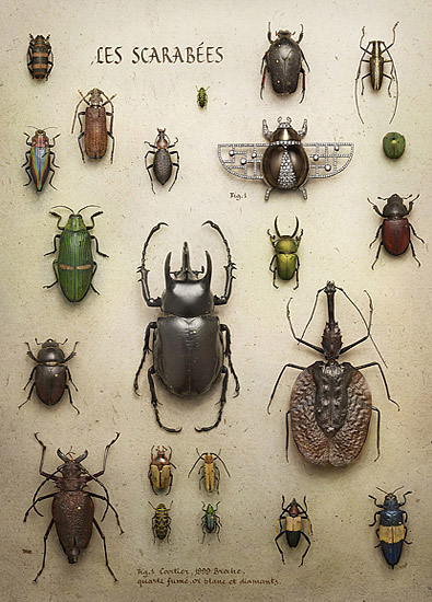 为卡地亚拍摄的一组博物风珠宝大片,里面有蝴蝶,海底奇珍,神秘甲虫