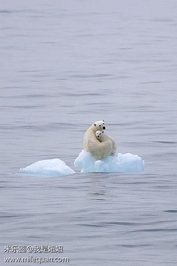 可怜的北极熊母子!全球变暖极地冰雪融化这.