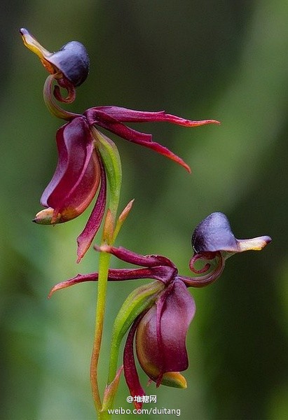 奇葩植物#飞鸭兰(flying duck orchid)是一种仅产于澳洲的地生兰,从