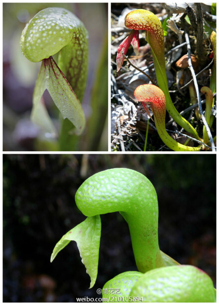 眼镜蛇瓶子草(darlingtonia californica)主要分布在美国加利福尼亚州