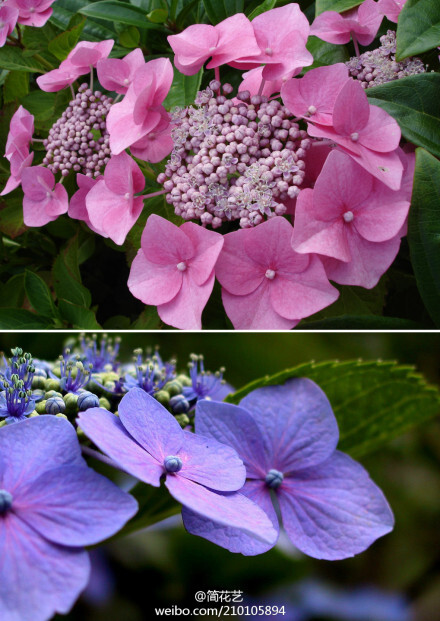 泽八绣球,也叫泽八仙(hydrangea serrata f.