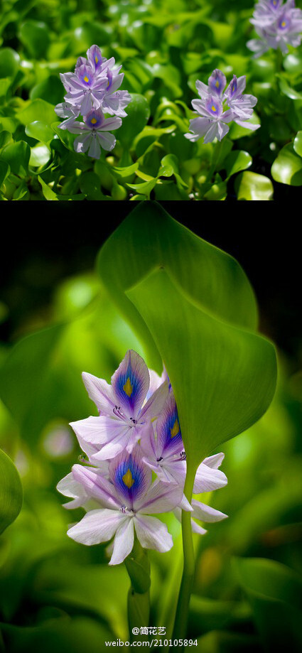 它又叫凤眼莲(eichhornia crassipes)花瓣中心生有明显的鲜黄色斑点