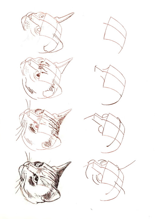 猫咪画法