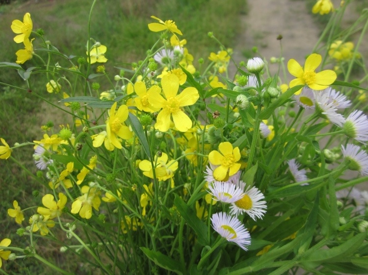 野花烂漫