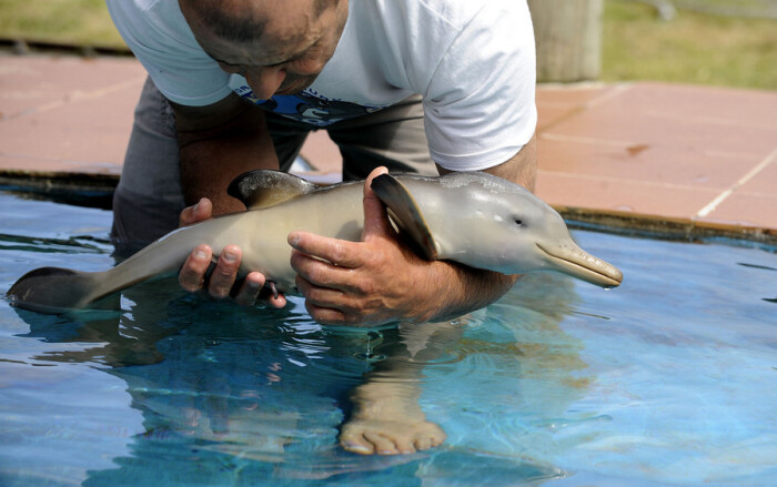 这位是生活在乌拉圭的海豚宝宝.