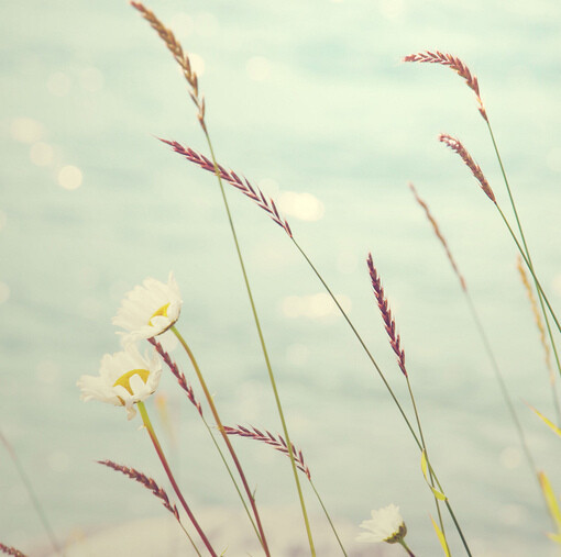 `,soft,淡雅,清新,小清新,宁静的海,宁静,杂乱,深陷在人间,时光温暖