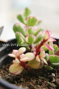 多肉植物斑叶金枝玉叶雅乐之舞 单株 裸根