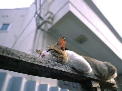 【猪 你已经睡了一天了 快醒醒】