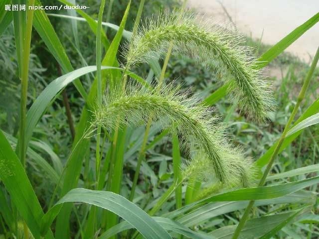 绿色的狗尾巴草