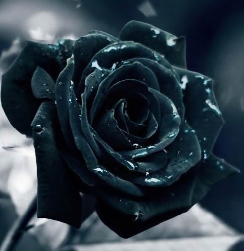 黑玫瑰--深沉的爱