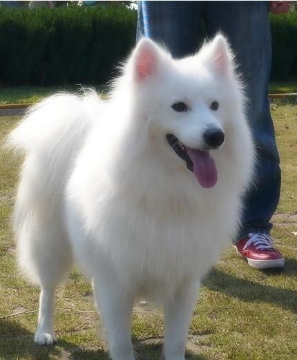 银狐犬(又称称日本尖嘴犬) 毛色以明亮的纯白色为主.