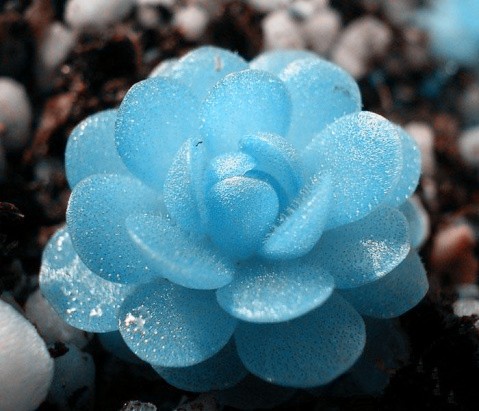 多肉植物 心水 哈哈 好漂亮的水晶蓝
