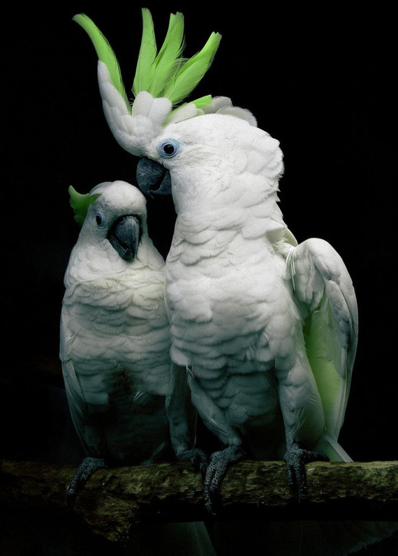 葵花凤头鹦鹉 是澳洲常见的鹦鹉,聪明美丽,经常被当地人养为宠物,寿命