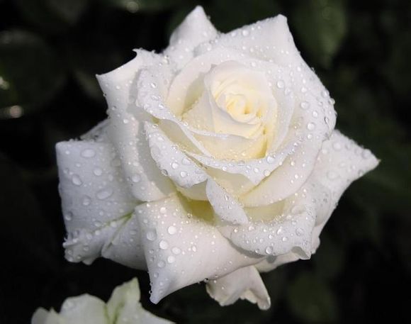 桔梗花的花语是——真诚不变的爱 白玫瑰的花语是——我足以与你相配