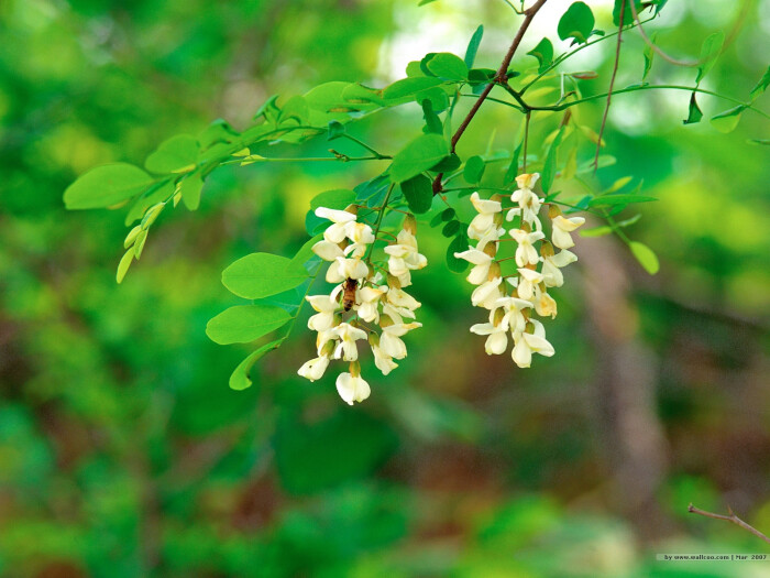 槐花