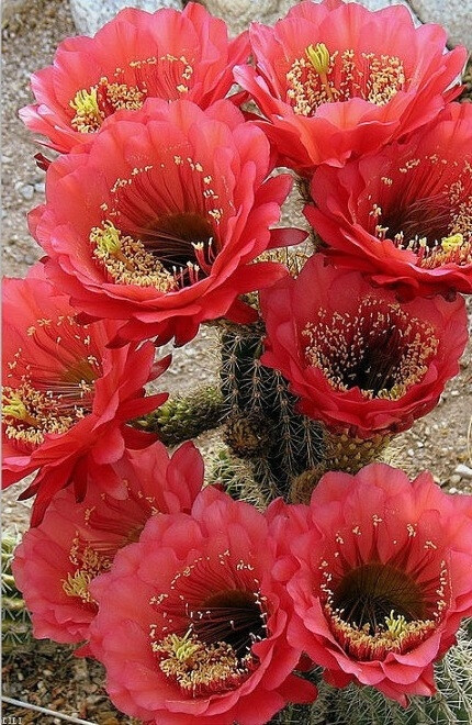 7月29日生日花:仙人掌cactus 花语:燃烧的心.