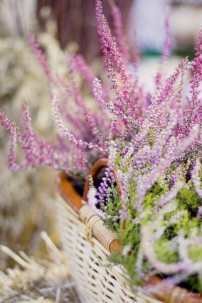 8月5日生日花:帚石楠 heather 花语:孤独.