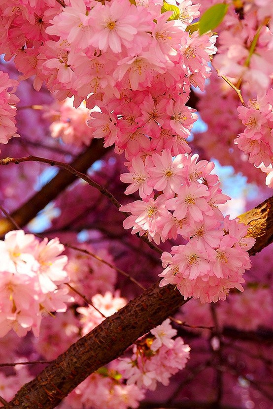 【iphone手机壁纸】繁花