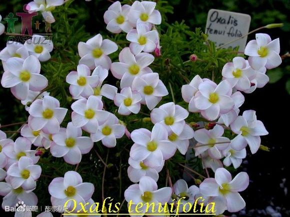 oxalis tenuifolia 细叶酢浆草