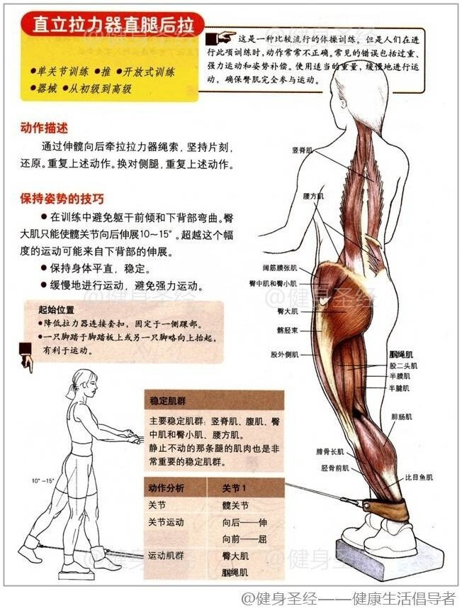 【直立拉力器直腿后拉】这是一种比较流行的体操训练,通过伸髋向后