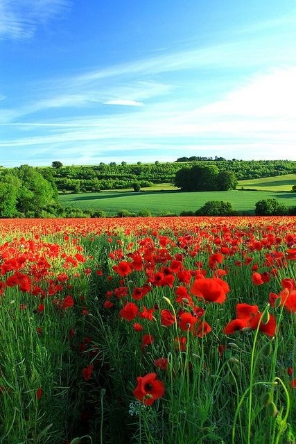 英国格洛斯特郡,这些美丽的花朵就是罂粟花