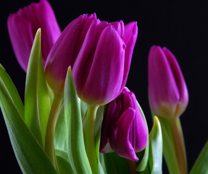 郁金香的本意是一种花卉,在植物分类学上,是一类属于百合科郁金香属的