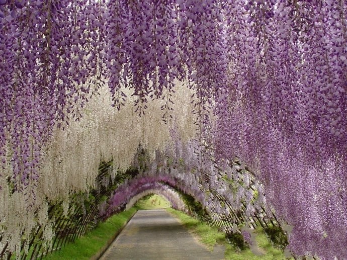 日本九州-紫藤花园 佐世保是个富有荷兰风…-堆