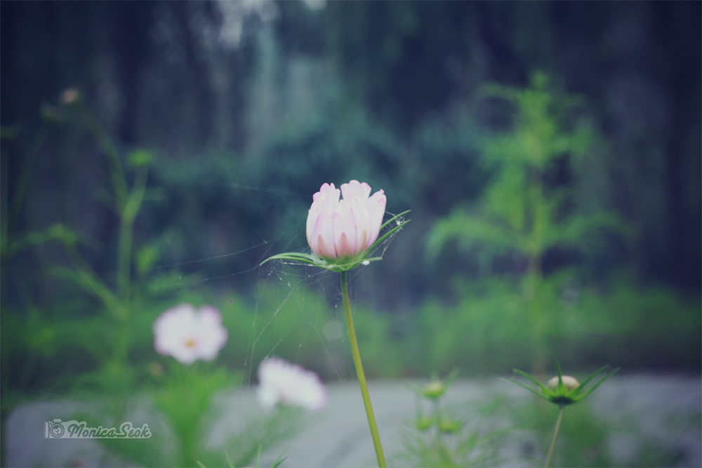 格桑花 大波斯菊 花苞