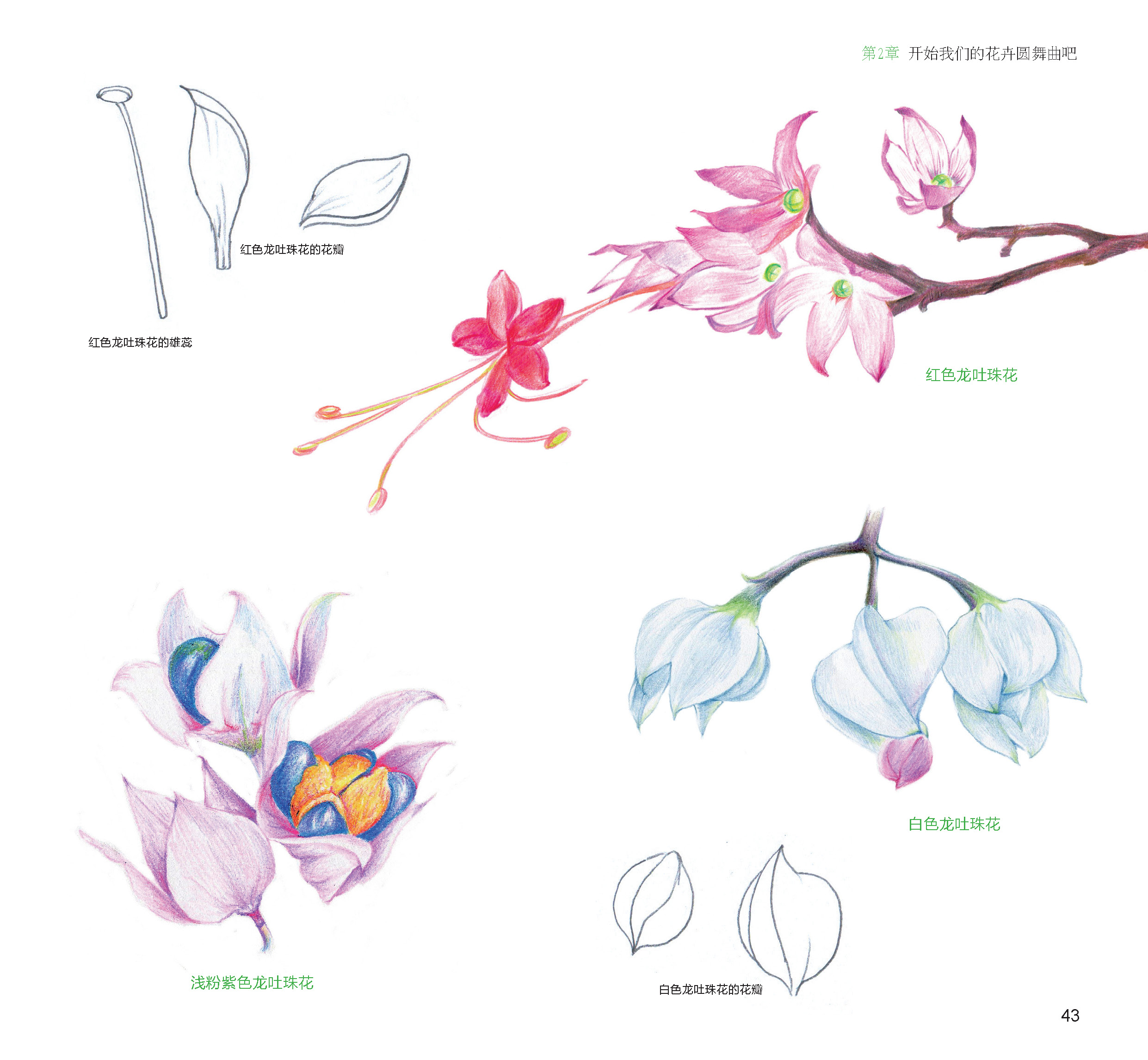 100种森林系色铅笔花之绘,漫享花漾小时光,让花卉发现色铅笔的美.