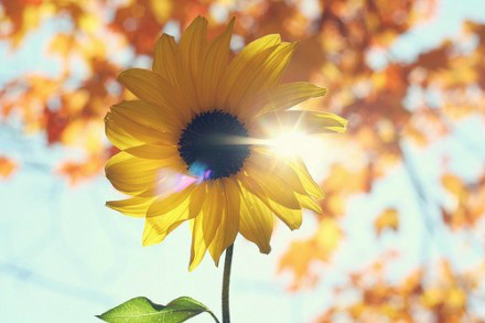 听说每一个爱向日葵的人,都能带给人温暖,因为他们心底住着太阳.