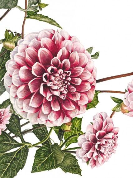 anna knights写实手绘 ——dahlia "tiptoe"( 画家主页:http://anna