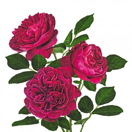 anna knights写实手绘 ——rose "darcy bussell"( 画家主页:http