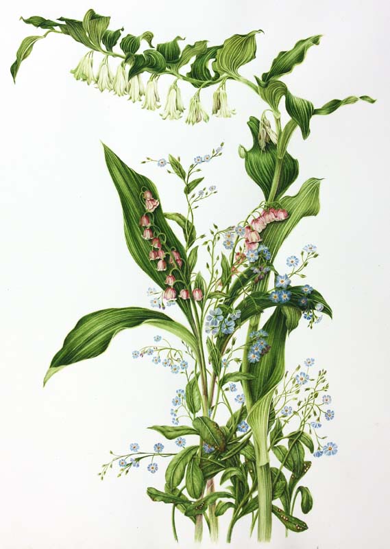 milly acharya的手绘植物图谱—convallaria(共收录56张(画家主页