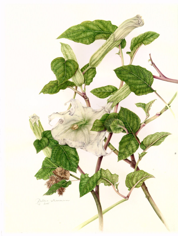 milly acharya的手绘植物图谱—datura(共收录56张(画家主页:http