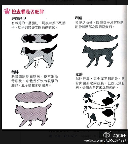 巧识猫咪体型