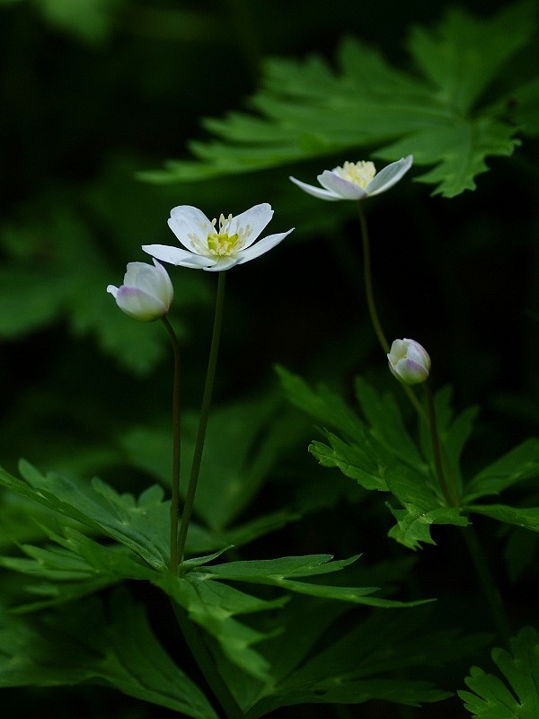 二轮草,一株只开两朵花