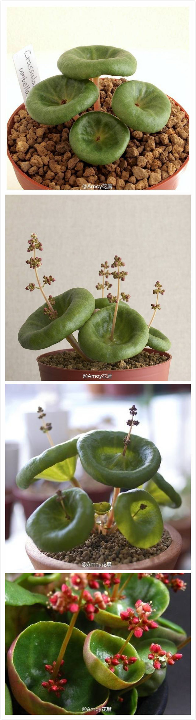 【植物神经】 青锁龙属的小萌物 crassula umbella (可以叫它小雨伞么