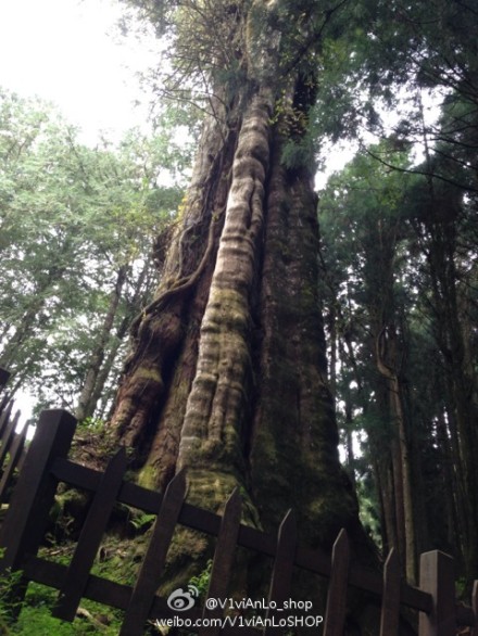 阿里山五奇-「森林,日出,云海,晚霞,登山火车」种种美景,带给我一次又