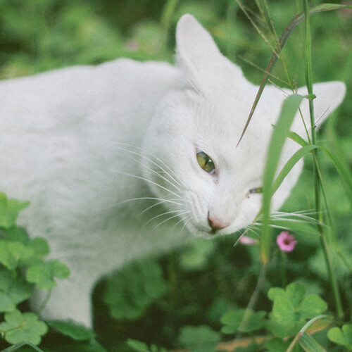 绿眼睛流浪猫小白