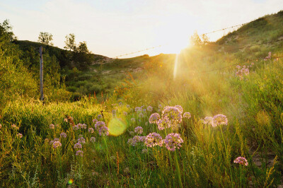 草原,清晨第一缕阳光下花朵的绽放.