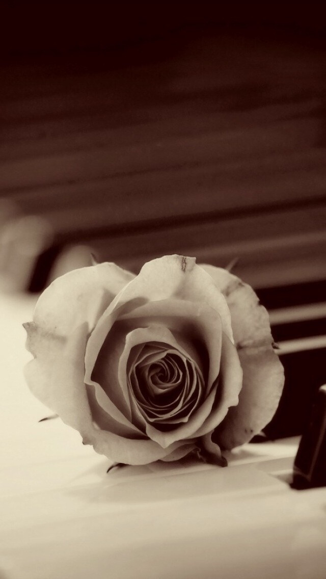 iphone5壁纸,花儿,玫瑰,蔷薇,黑白照,钢琴