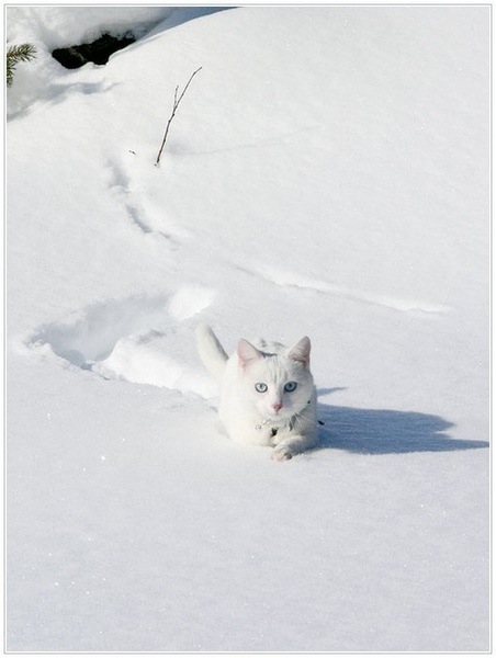 雪地猫