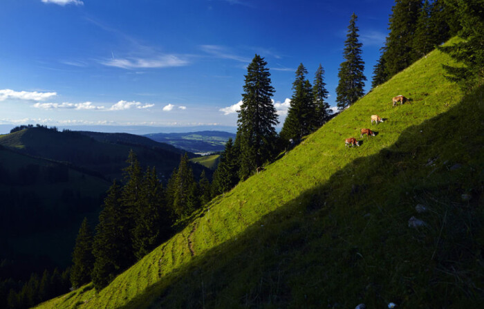 奶牛正在瑞士山地牧场的山坡草地上吃草.